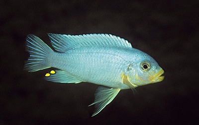 Maylandia chrysomallos 'Ntekete'